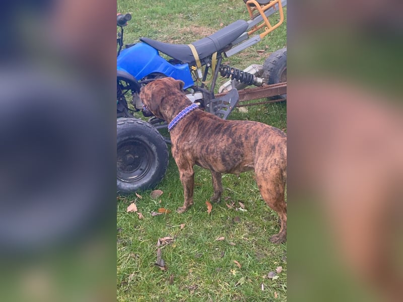 American Bully OEB Mix Hündin