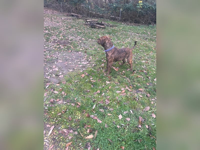 American Bully OEB Mix Hündin