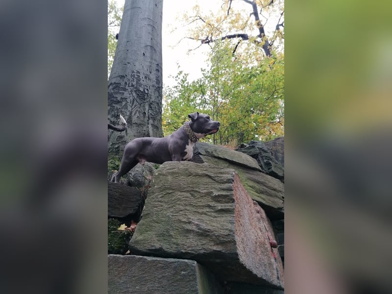 Bully Mix Rüde Sucht Liebevolles Zuhause