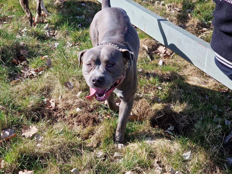 Bully Mix Rüde Sucht Liebevolles Zuhause