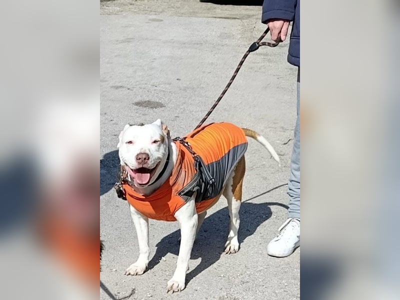 Bully ♥Tuty♥ ein großes Herz auf 4 Pfoten