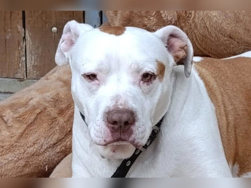 Bully ♥Tuty♥ ein großes Herz auf 4 Pfoten