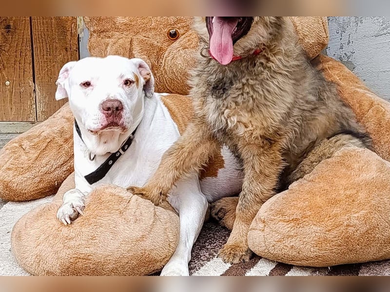 Bully ♥Tuty♥ ein großes Herz auf 4 Pfoten