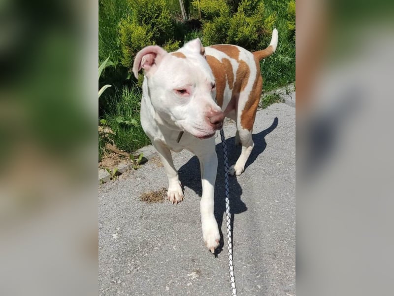 Bully ♥Tuty♥ ein großes Herz auf 4 Pfoten