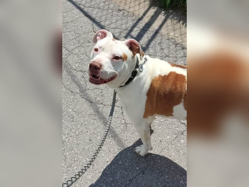 Bully ♥Tuty♥ ein großes Herz auf 4 Pfoten