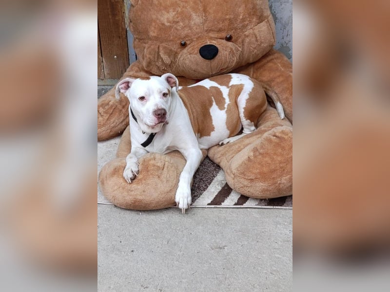 Bully ♥Tuty♥ ein großes Herz auf 4 Pfoten