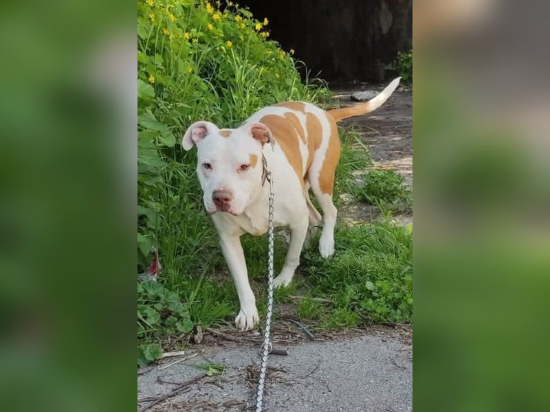 Bully ♥Tuty♥ ein großes Herz auf 4 Pfoten