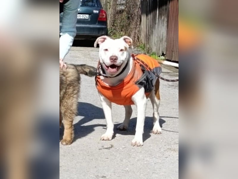 Bully ♥Tuty♥ ein großes Herz auf 4 Pfoten