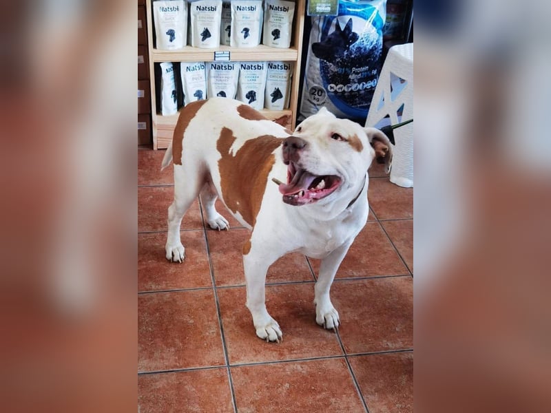 Bully ♥Tuty♥ ein großes Herz auf 4 Pfoten