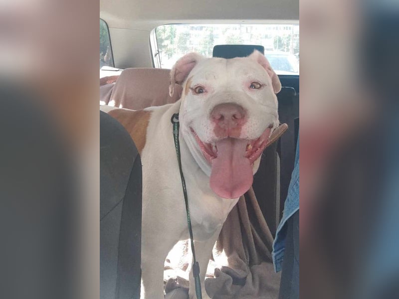 Bully ♥Tuty♥ ein großes Herz auf 4 Pfoten