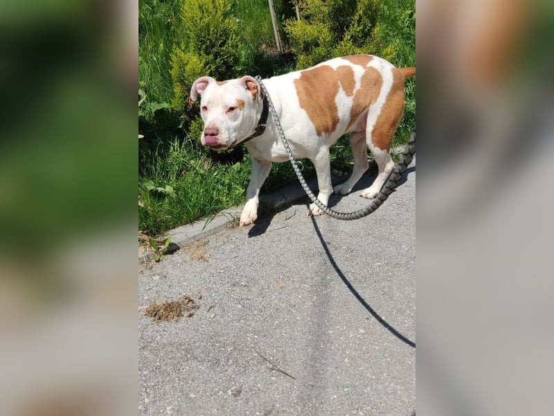 Bully ♥Tuty♥ ein großes Herz auf 4 Pfoten