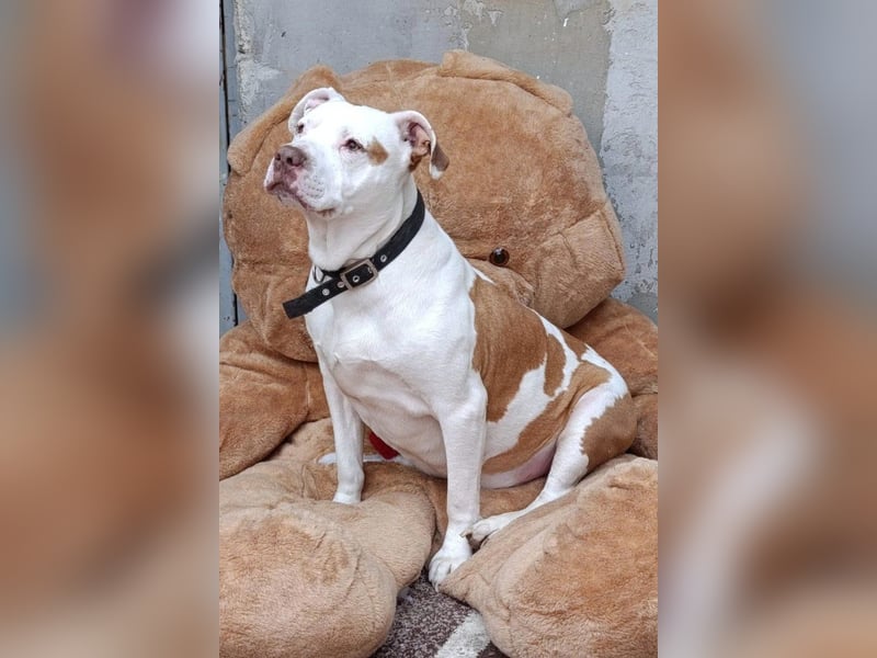 Bully ♥Tuty♥ ein großes Herz auf 4 Pfoten