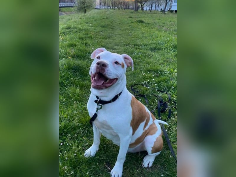 Bully ♥Tuty♥ ein großes Herz auf 4 Pfoten