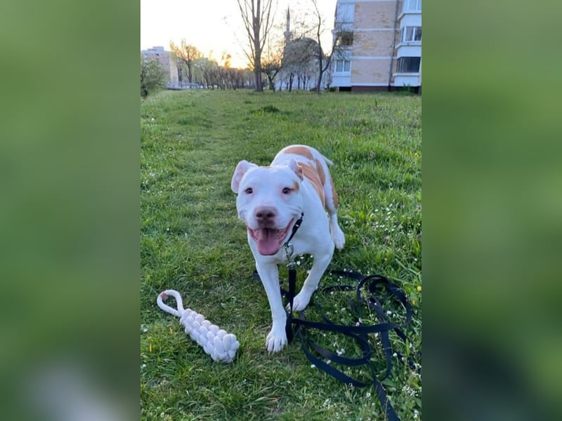 Bully ♥Tuty♥ ein großes Herz auf 4 Pfoten