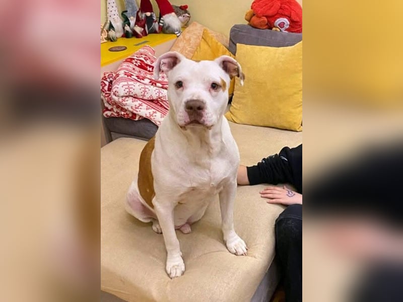 Bully ♥Tuty♥ ein großes Herz auf 4 Pfoten