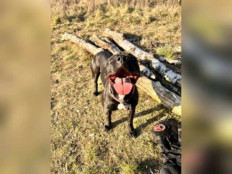 Bella sucht liebevolles Zuhause