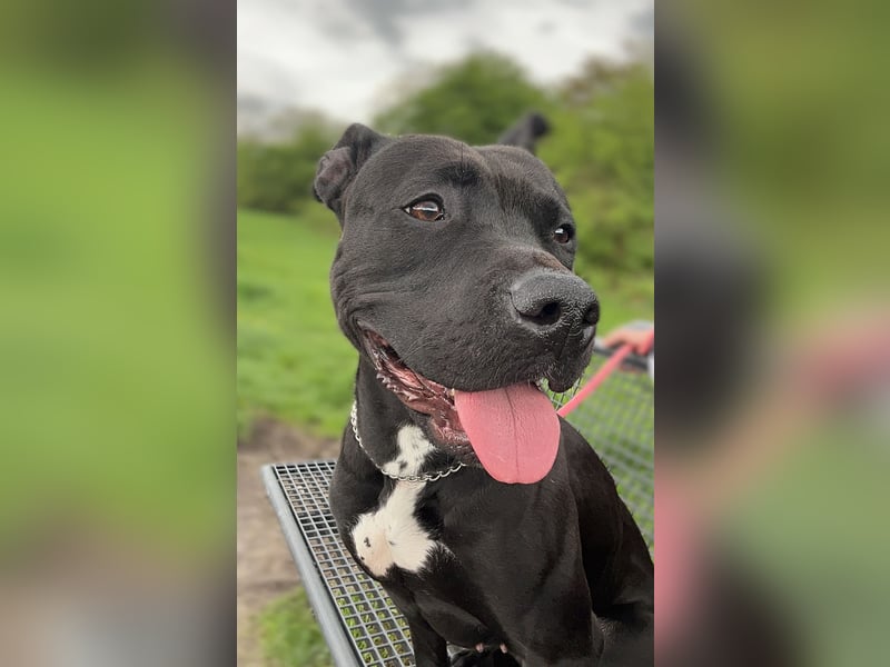 Bella sucht liebevolles Zuhause