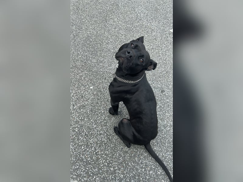 Bella sucht liebevolles Zuhause