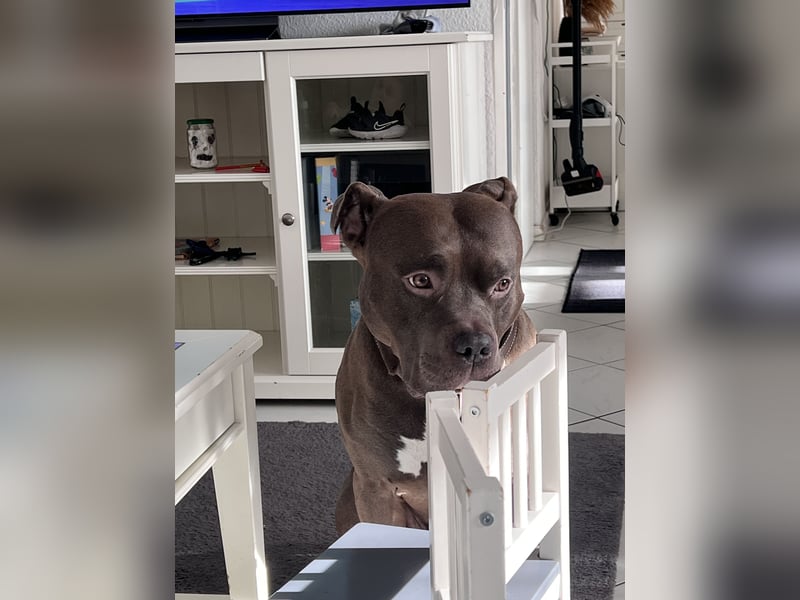 American bully XL