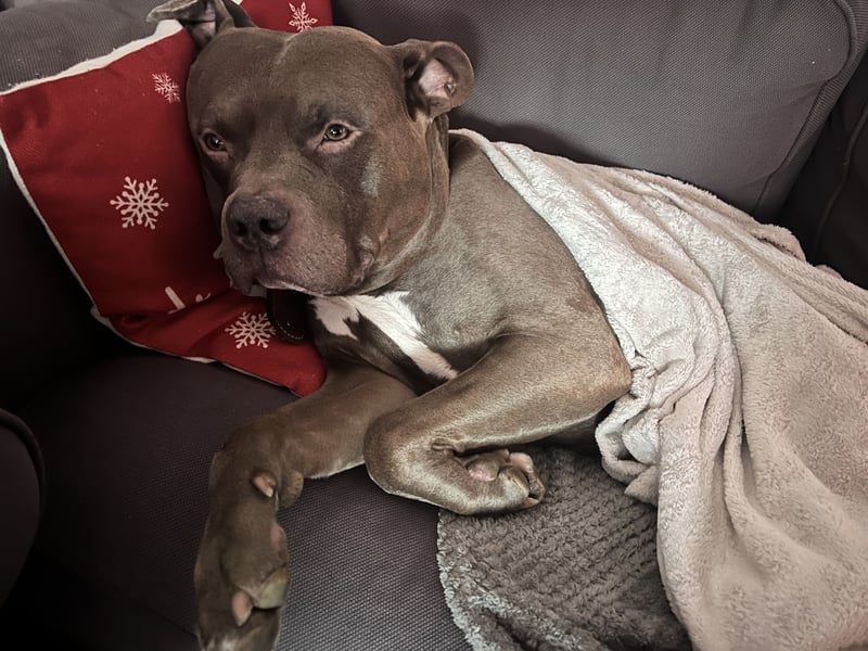 American bully XL
