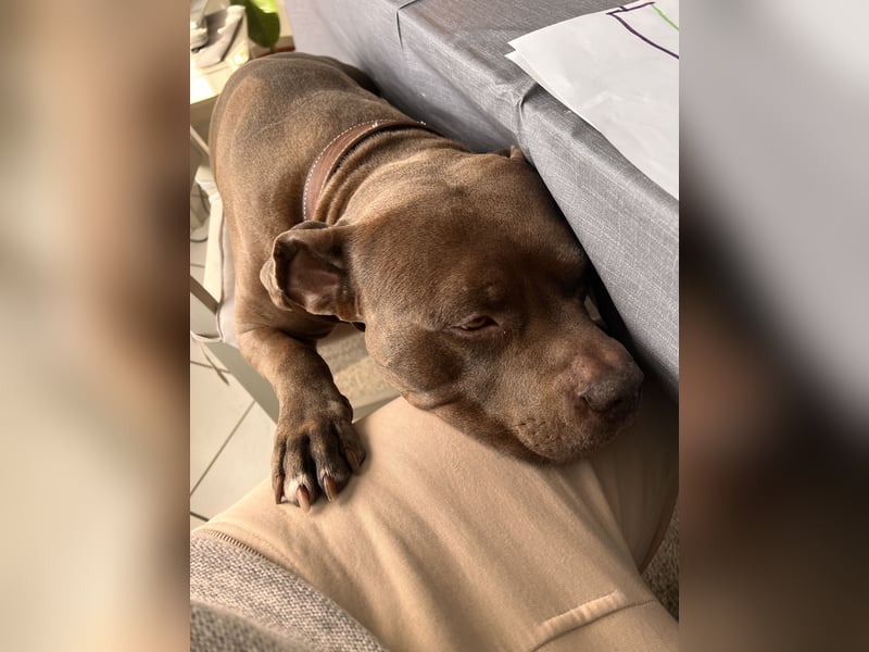 American bully XL