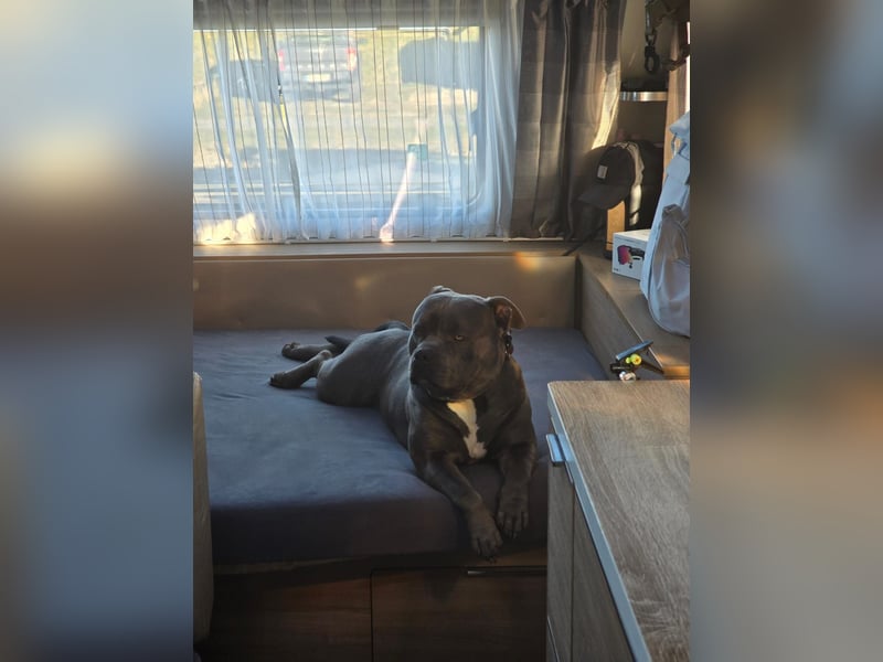 American Bully Mix ab zu geben