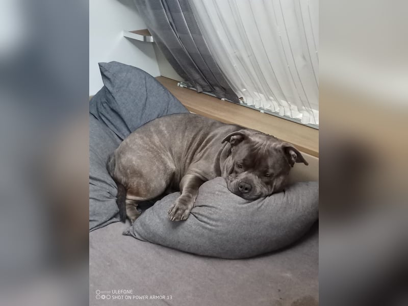 American Bully Mix ab zu geben