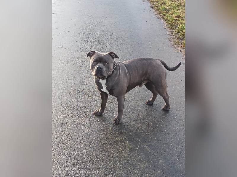 American Bully Mix ab zu geben