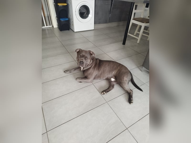 American Bully Mix ab zu geben