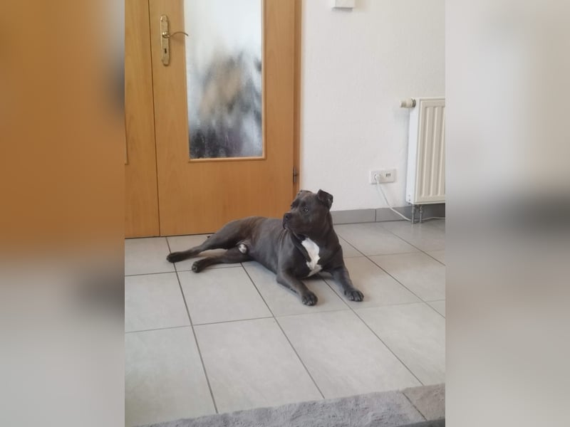 American Bully Mix ab zu geben