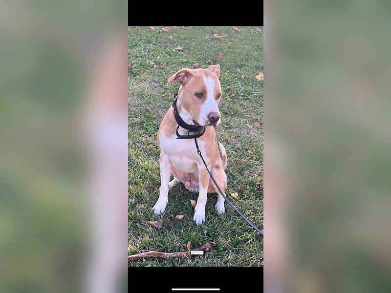 American Bully Boxer mischling