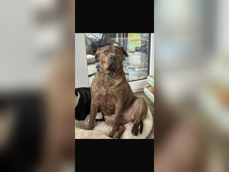 Suche dringend ein neues zu Hause