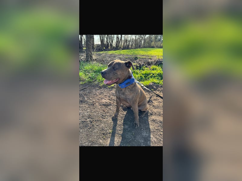 Suche dringend ein neues zu Hause