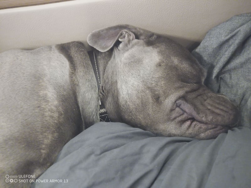 American bully Mix