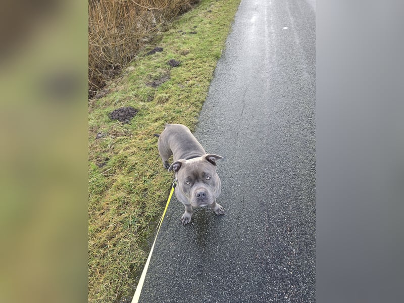 American bully Mix