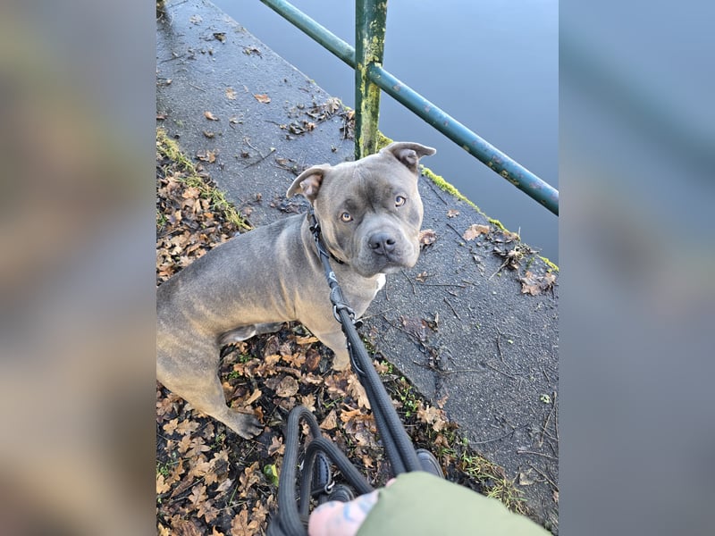 American bully Mix