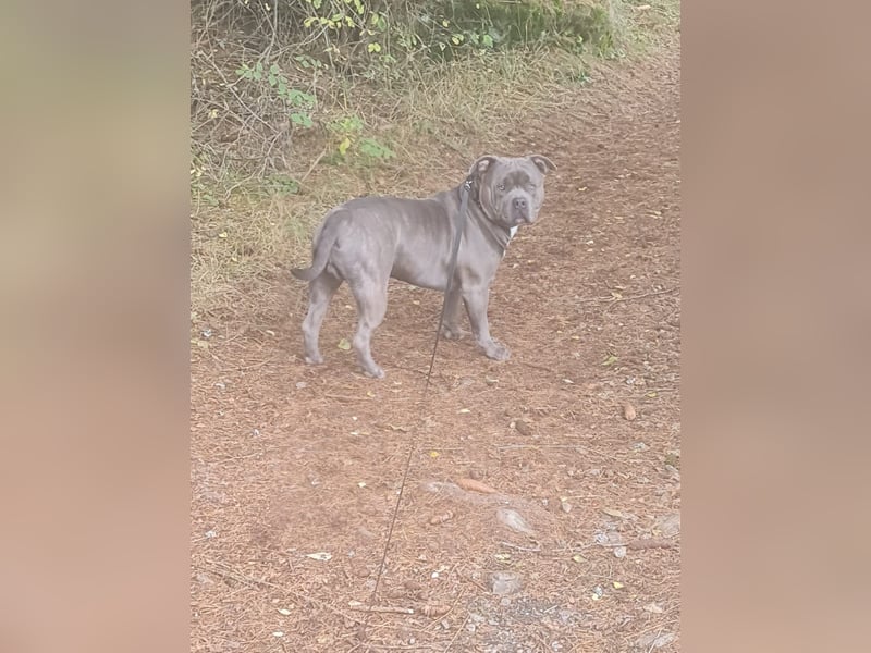 American bully Mix