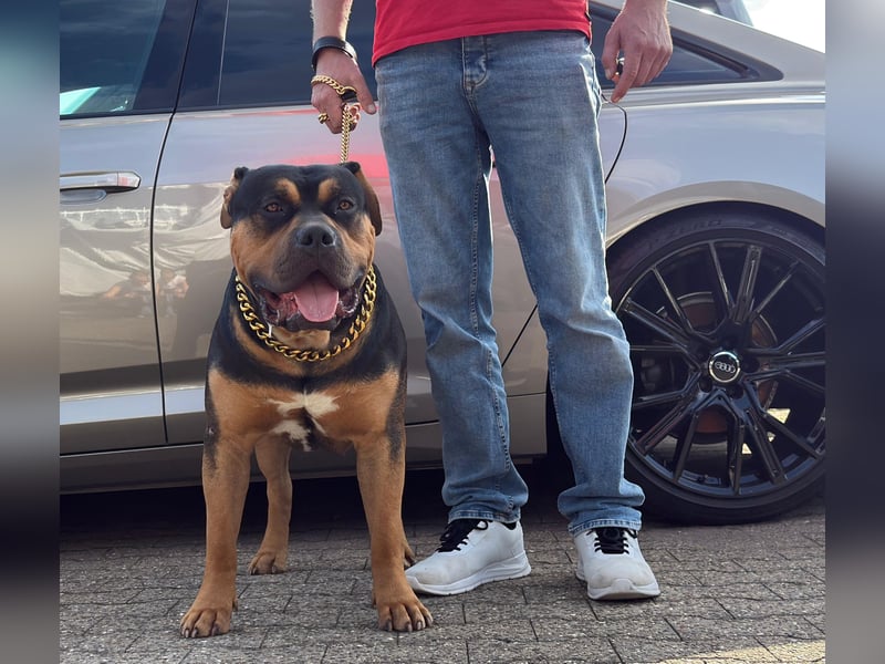 American Bully XL Deckrüde