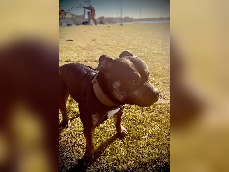 American Bully/Amstaff