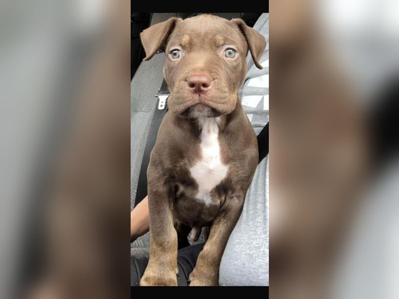 Ich biete ein gesunden und starken American Bully xl zum decken
