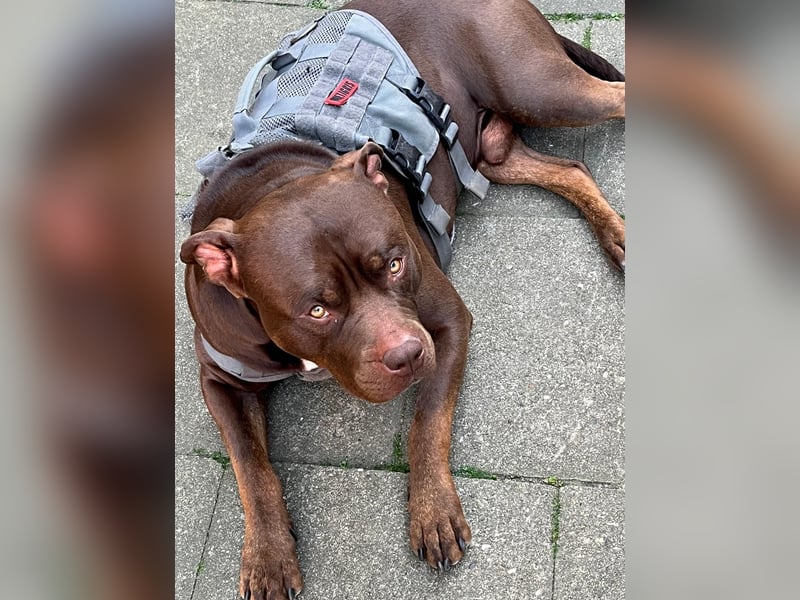 Ich biete ein gesunden und starken American Bully xl zum decken