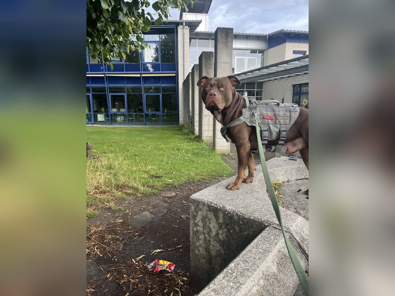 Ich biete ein gesunden und starken American Bully xl zum decken