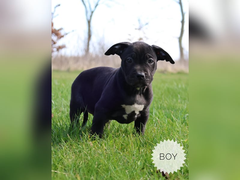 American Bully XL Welpen mit ABKC Papieren
