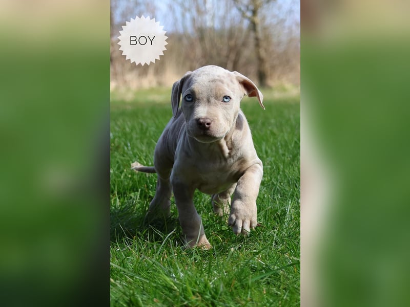 American Bully XL Welpen mit ABKC Papieren