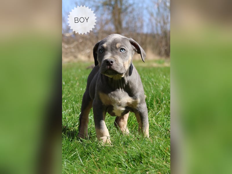American Bully XL Welpen mit ABKC Papieren