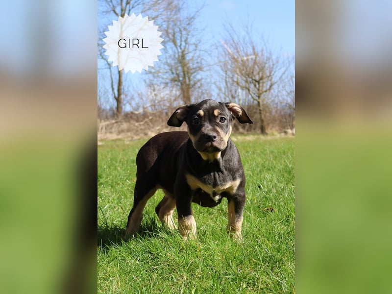 American Bully XL Welpen mit ABKC Papieren