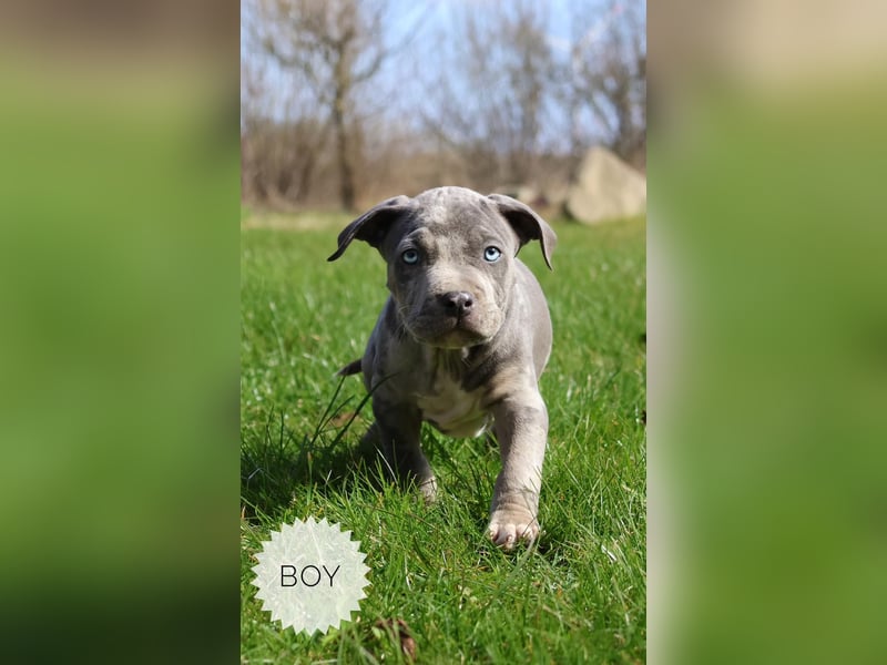 American Bully XL Welpen mit ABKC Papieren