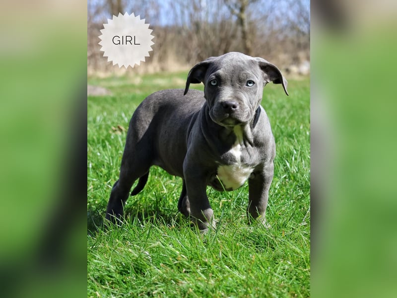 American Bully XL Welpen mit ABKC Papieren