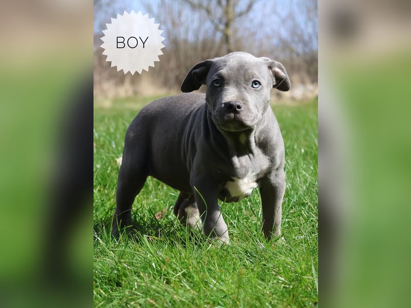 American Bully XL Welpen mit ABKC Papieren