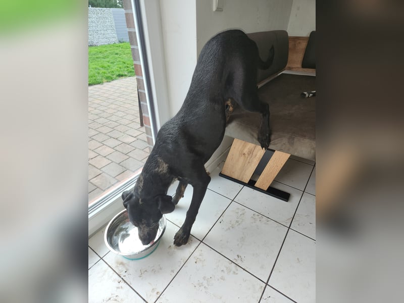 American Bully xl sucht neues Körbchen